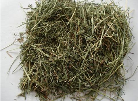 تصویر 1 از خرید و قیمت یونجه خشک شده + فروش صادراتی